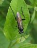 Macrophya militaris